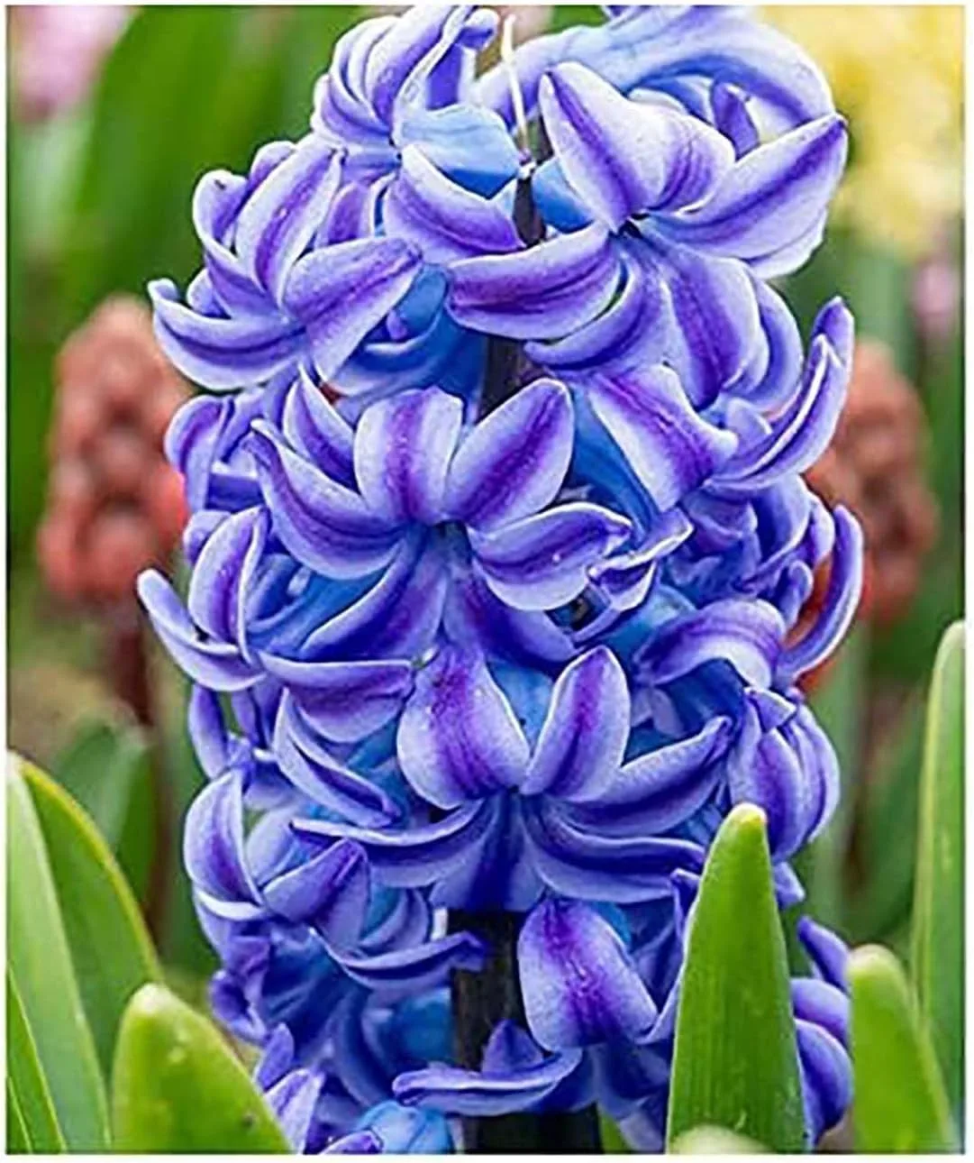 AquaPlant Water Hyacinth bulbs