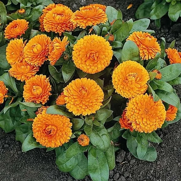 Bloomsbury Marigold seeds