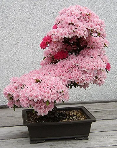 BonsaiMaster Cherry Blossom Bonsai seeds
