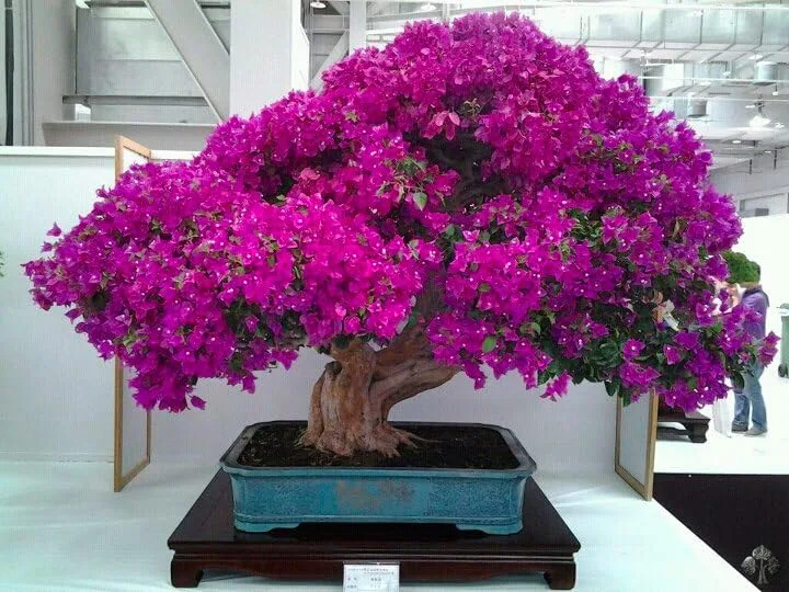 BonsaiMaster Cherry Blossom Bonsai seeds image 3