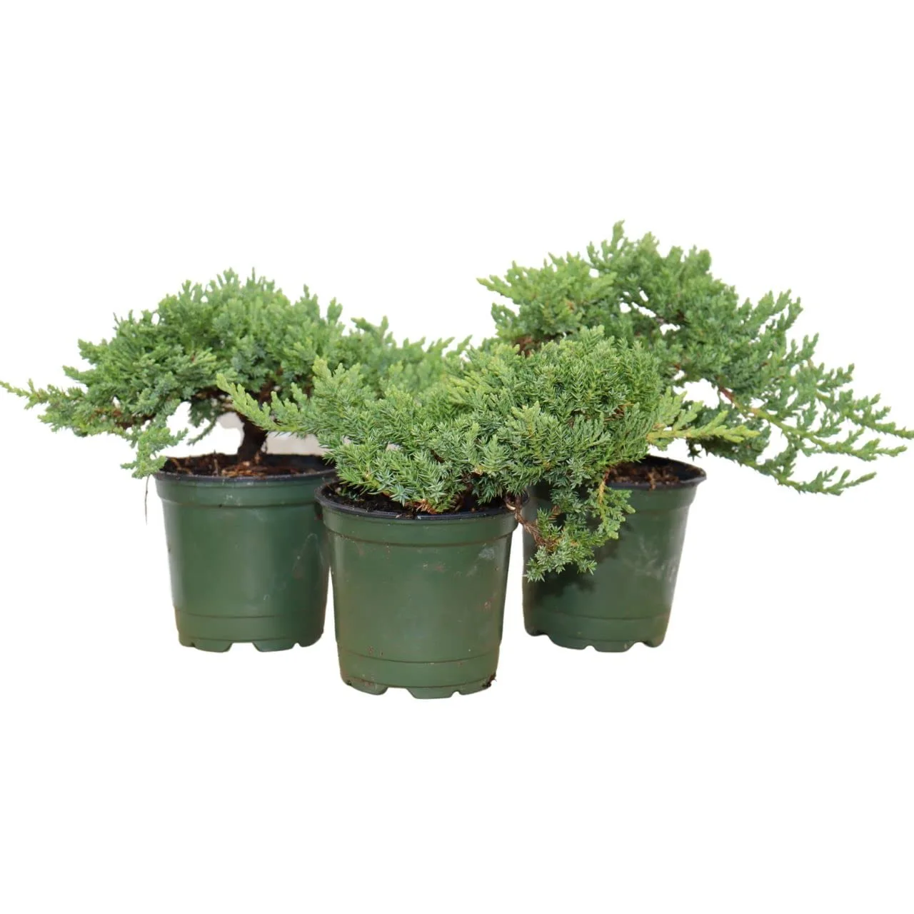 BonsaiMaster Juniper Bonsai seeds