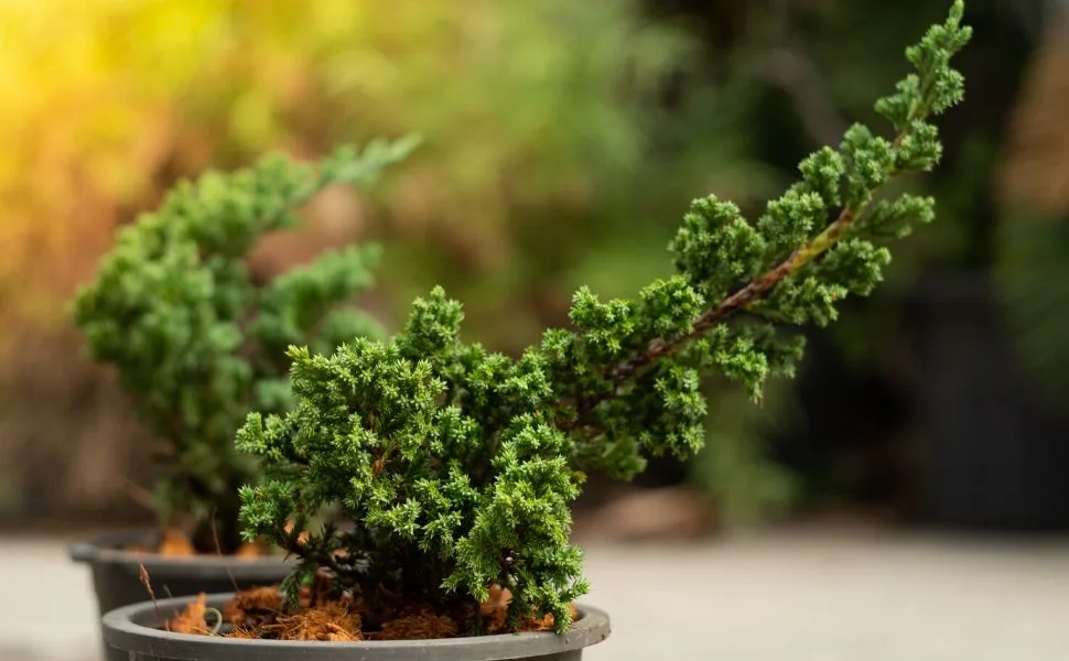 BonsaiMaster Juniper Bonsai seeds image 2
