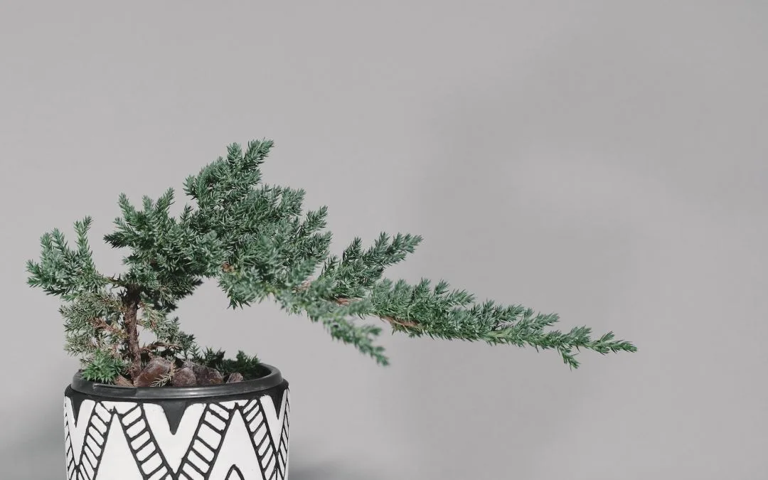 BonsaiMaster Juniper Bonsai seeds image 3