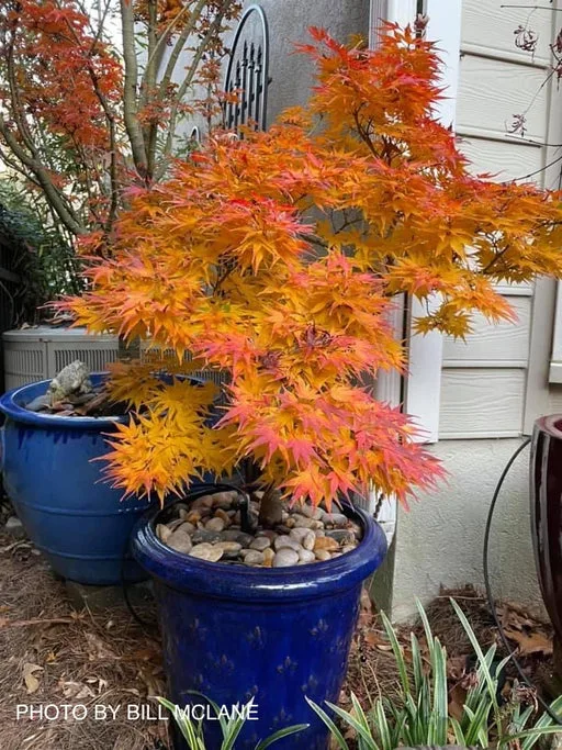 BonsaiMaster Maple Bonsai seeds