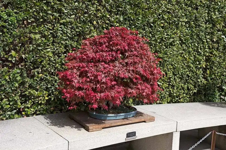 BonsaiMaster Maple Bonsai seeds image 2