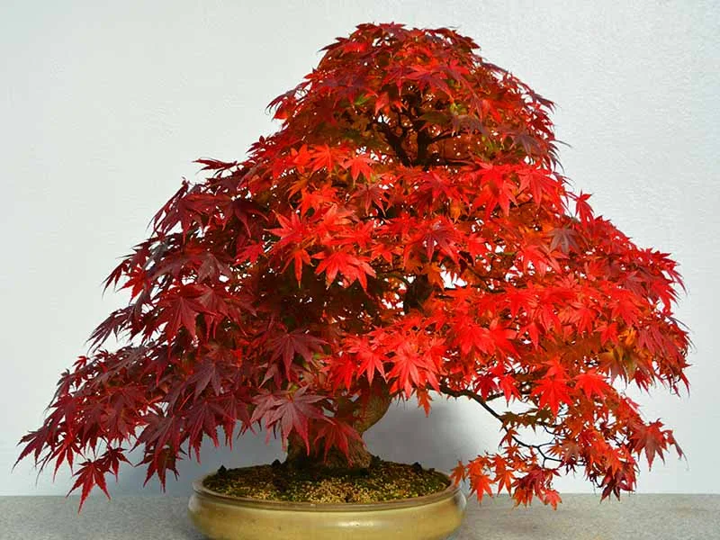 BonsaiMaster Maple Bonsai seeds image 3