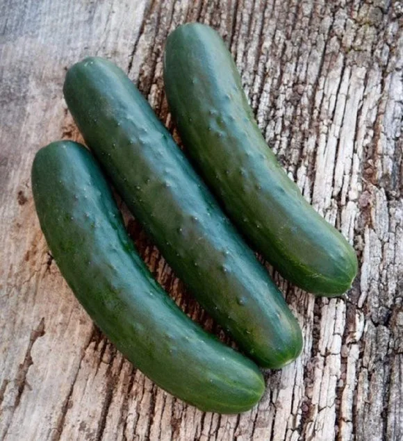 EdenSeeds Heirloom Cucumber seeds