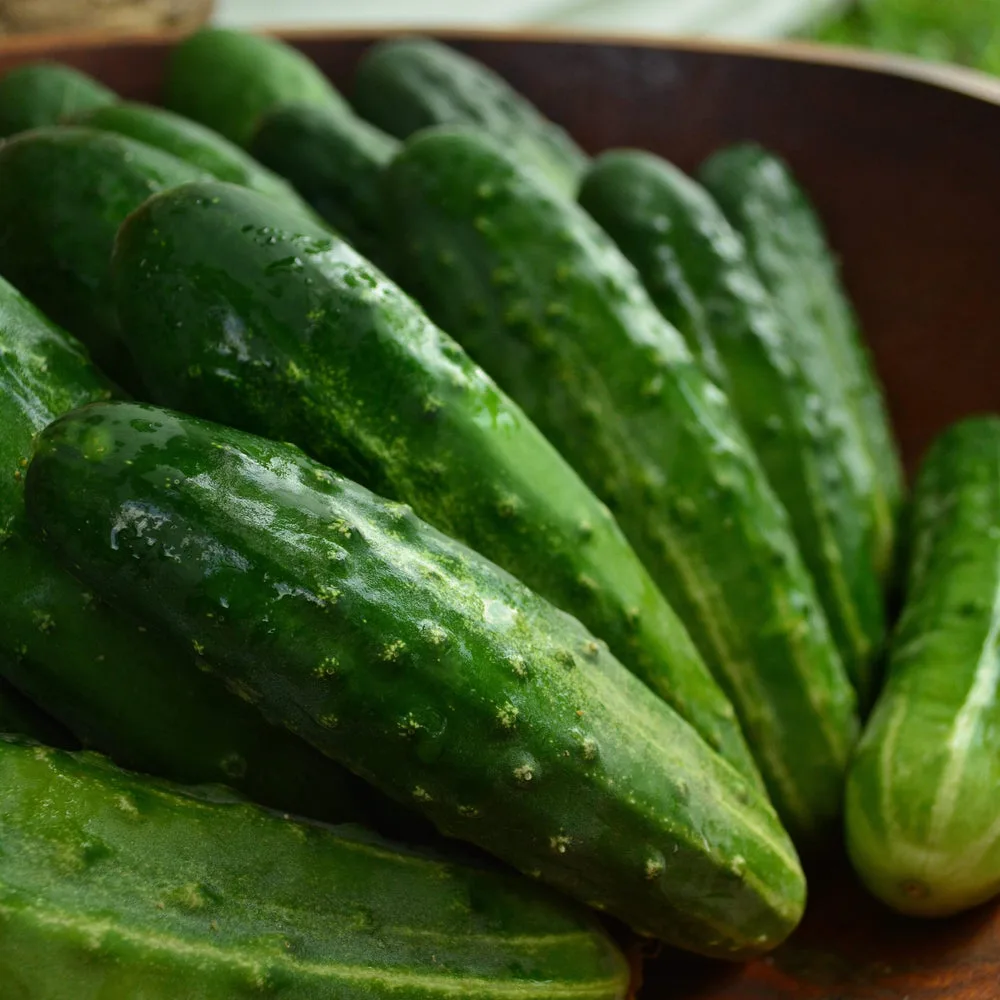 EdenSeeds Heirloom Cucumber seeds image 3