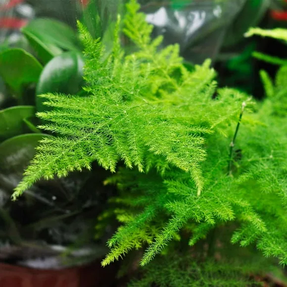 FernValley Boston Fern seeds image 2