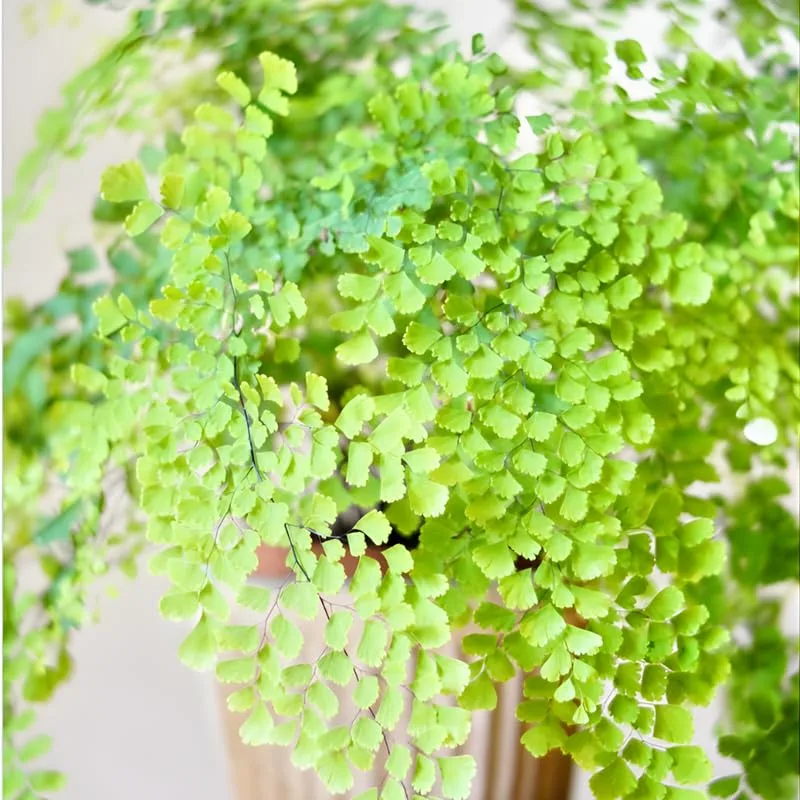 FernValley Maidenhair Fern spores
