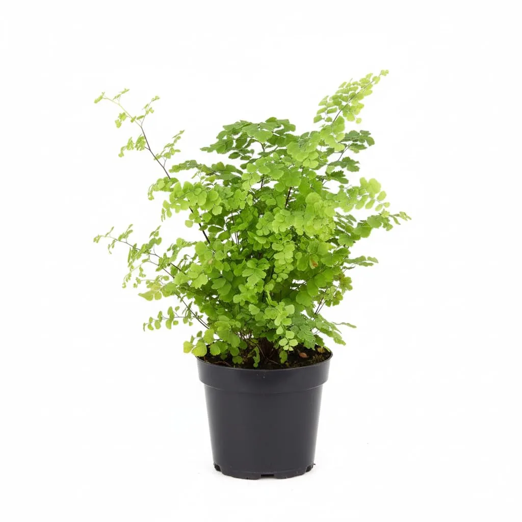 FernValley Maidenhair Fern spores image 2