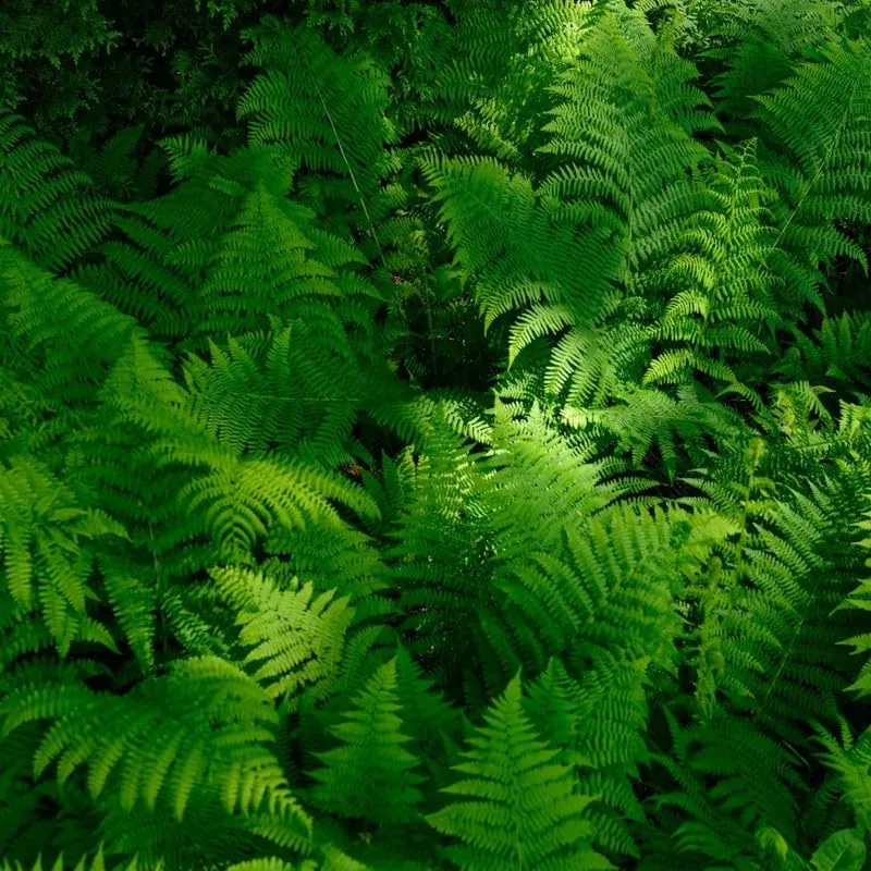 FernValley Tree Fern spores image 3