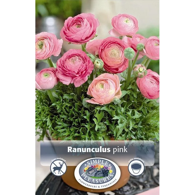 Florizel Ranunculus bulbs