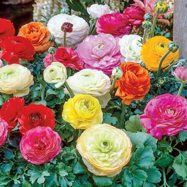 Florizel Ranunculus bulbs image 2