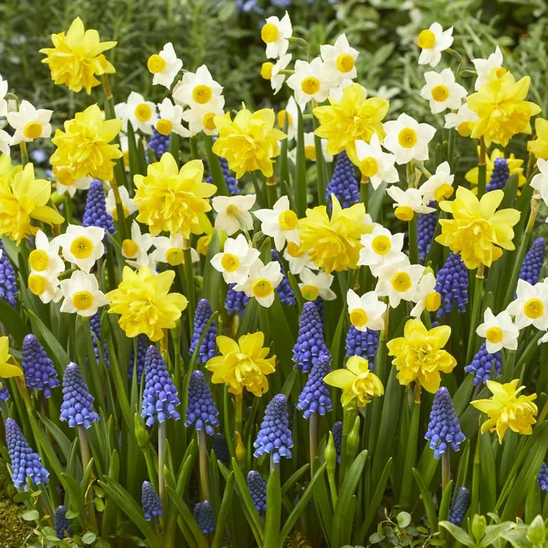 Garden Glory Daffodil bulbs