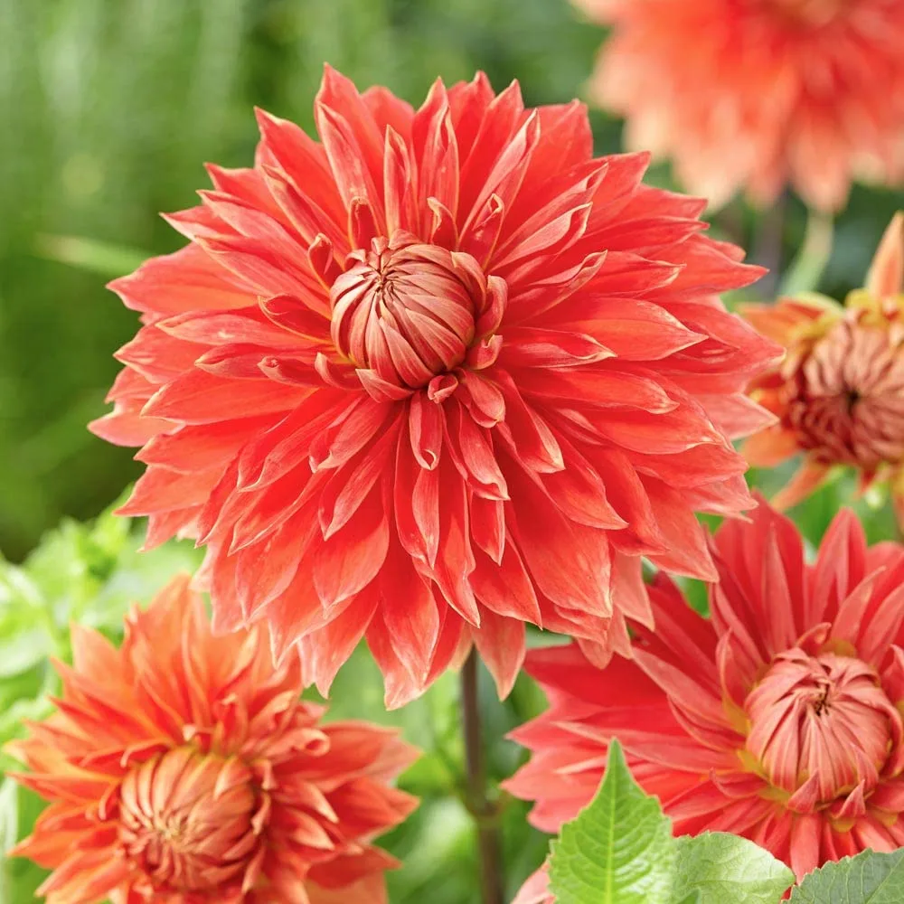 Garden Glory Dahlia bulbs