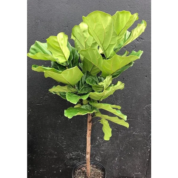 GreenThumb Fiddle Leaf Fig seeds image 2