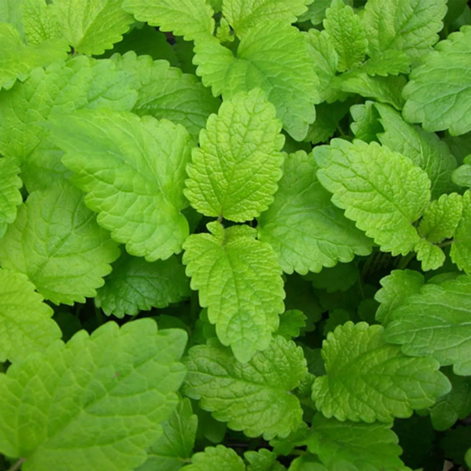 HerbGarden Lemon Balm seeds
