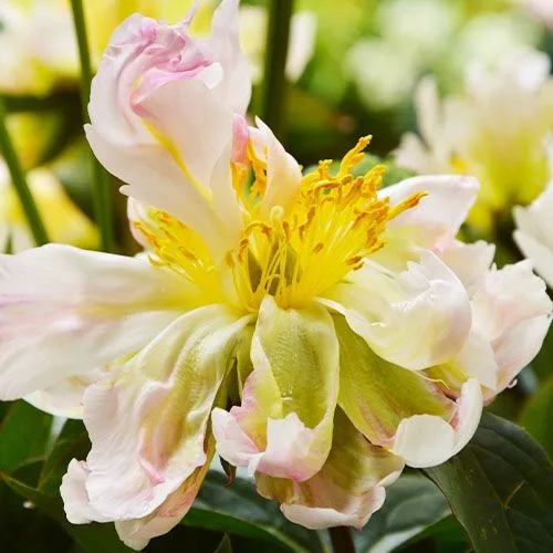 Lotusland Pink Peony bulbs