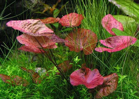 Lotusland Water Lily bulbs