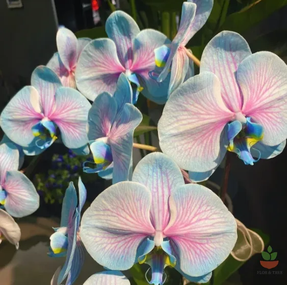 OrchidLux Phalaenopsis Orchid seeds