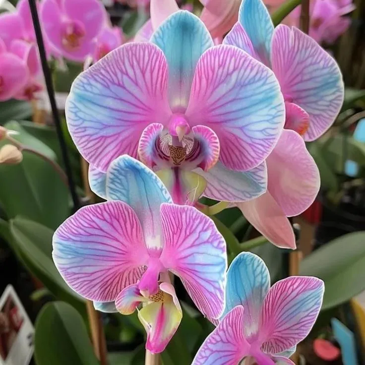 OrchidLux Phalaenopsis Orchid seeds image 2