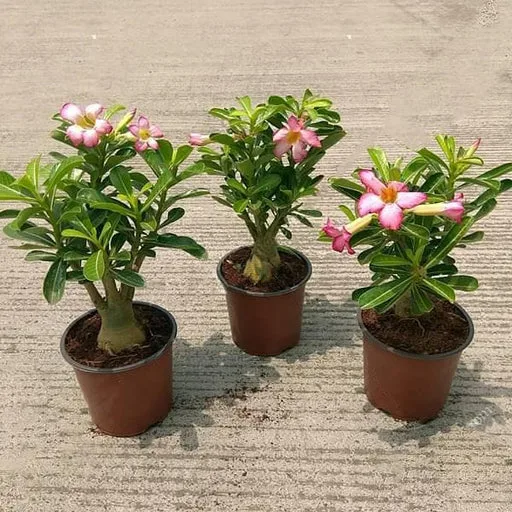 PlantWorld Adenium Desert Rose seeds image 2