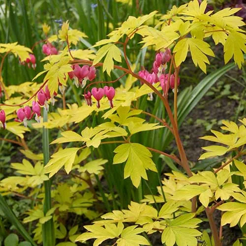 PlantWorld Bleeding Heart seeds