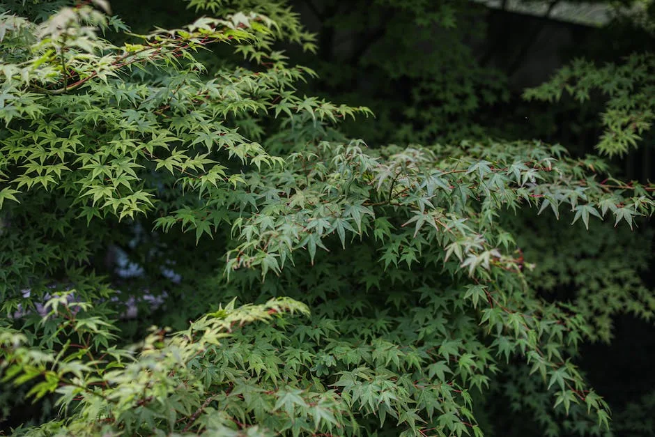 PlantWorld Japanese Maple seeds