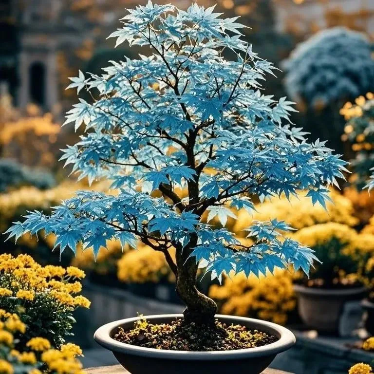 PlantWorld Japanese Maple seeds image 2