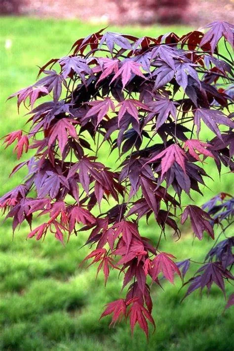 PlantWorld Japanese Maple seeds image 3