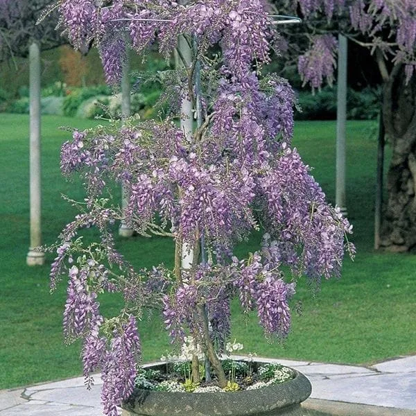 PlantWorld Wisteria seeds