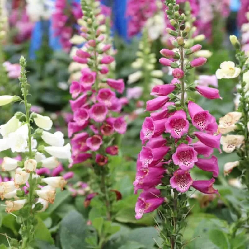 PrimaSeed Foxglove seeds