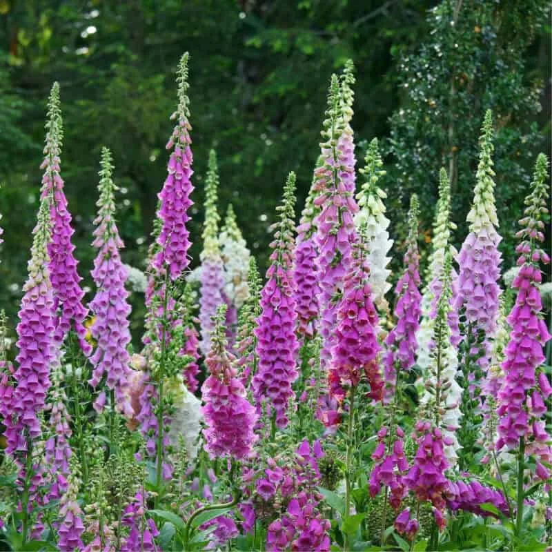 PrimaSeed Foxglove seeds image 2