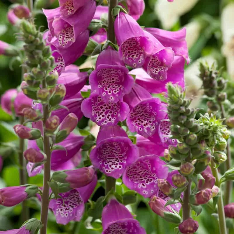 PrimaSeed Foxglove seeds image 3