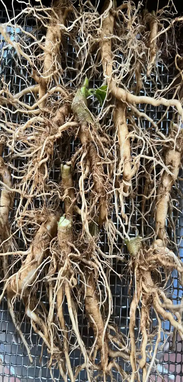 RootDeep Ashwagandha seeds