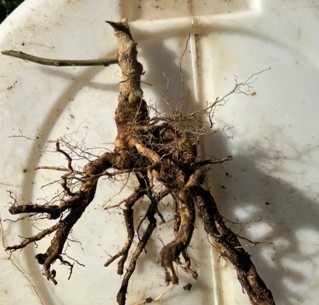 RootDeep Ashwagandha seeds image 2
