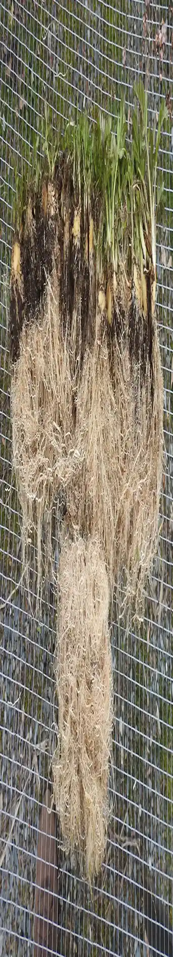RootDeep Valerian seeds image 2
