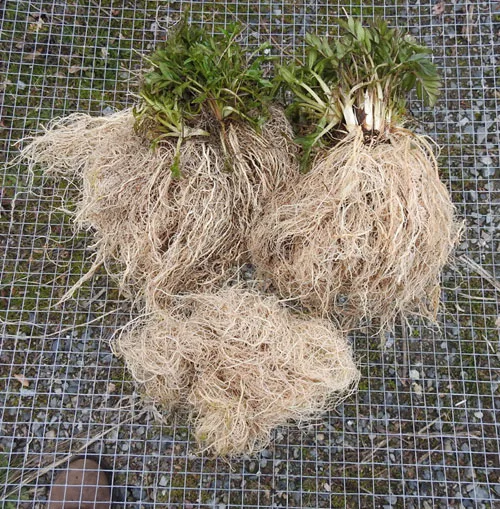 RootDeep Valerian seeds image 3