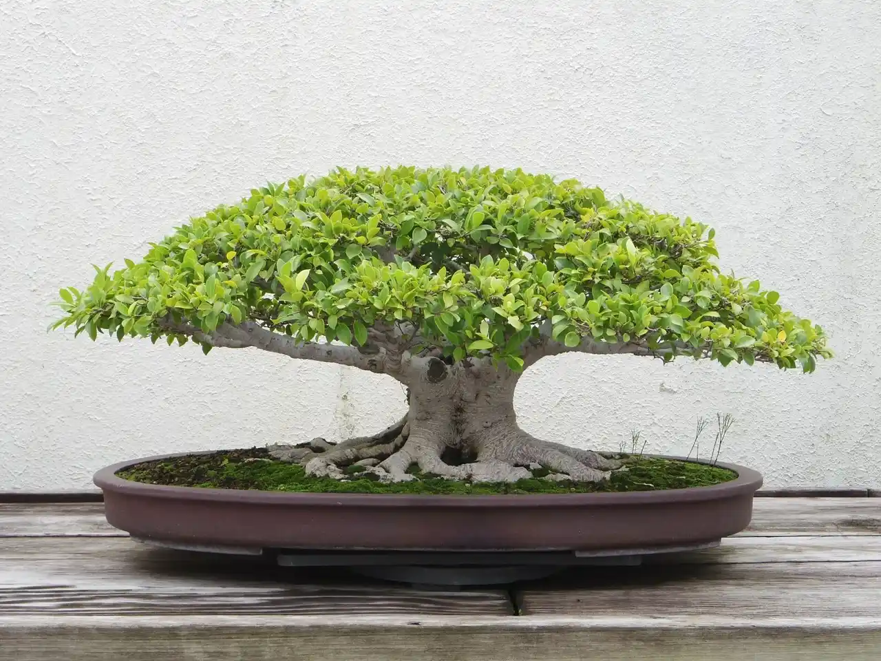 Seedspost Bonsai Ficus seeds image 2