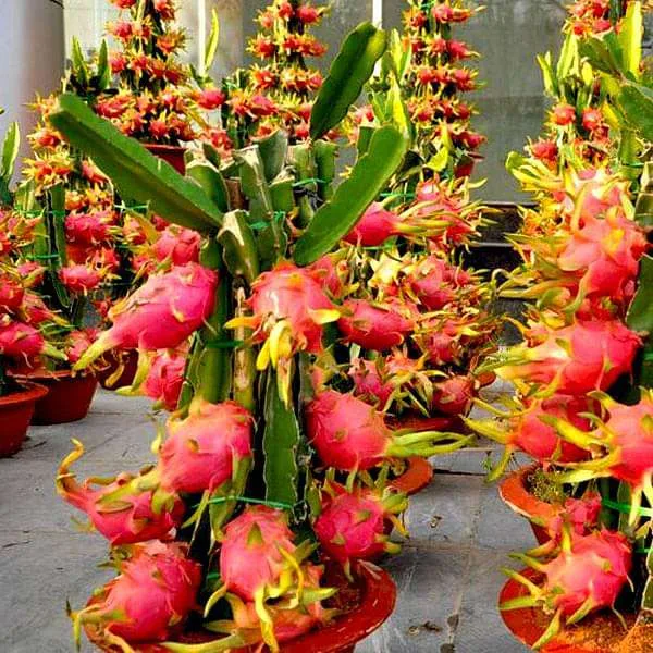 Seedspost Dragon Fruit seeds image 2