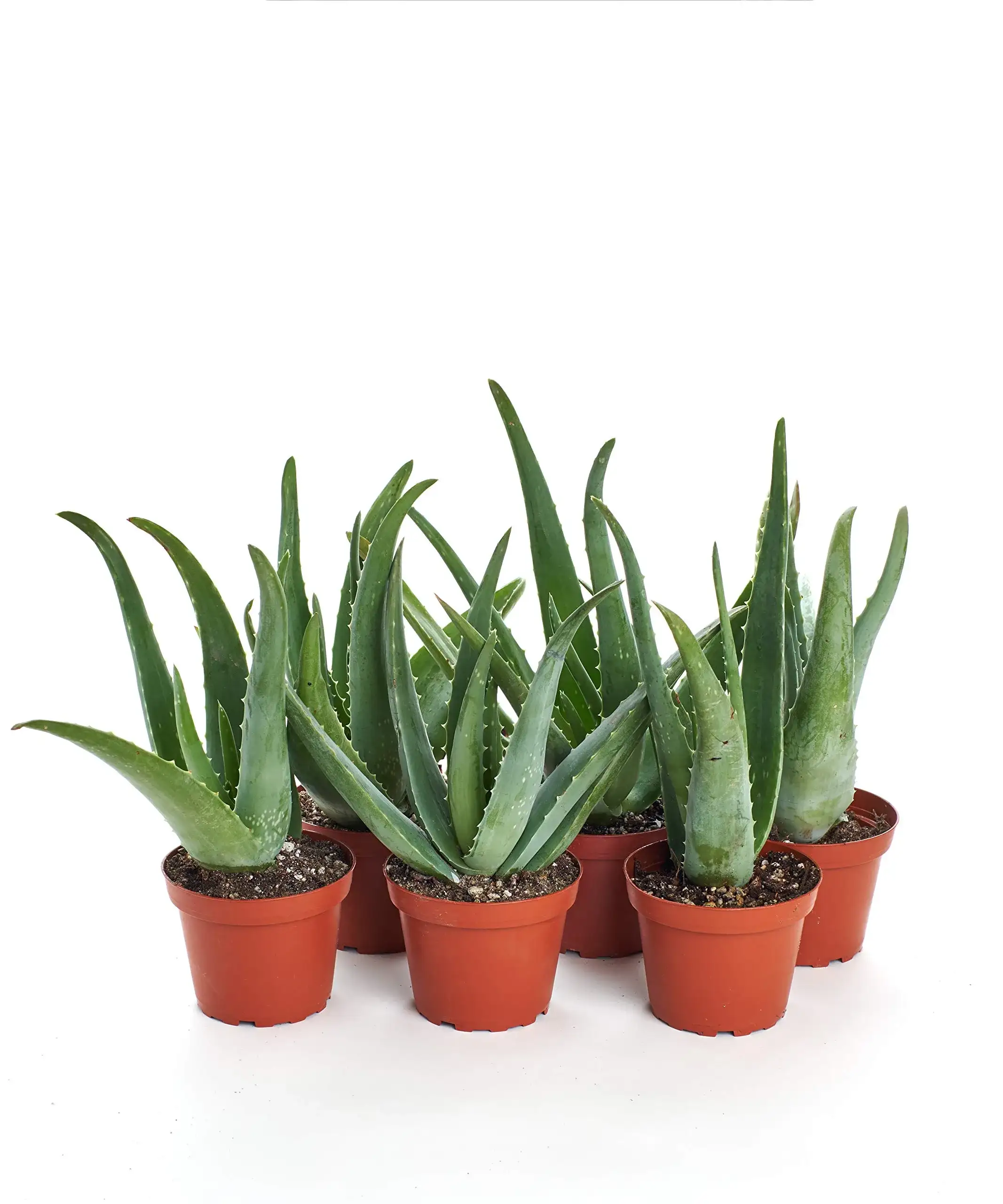 SucculentBox Aloe Vera seeds