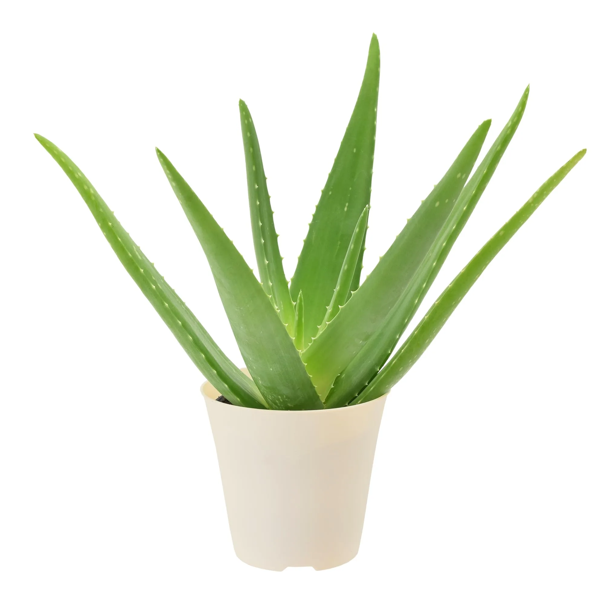 SucculentBox Aloe Vera seeds image 2