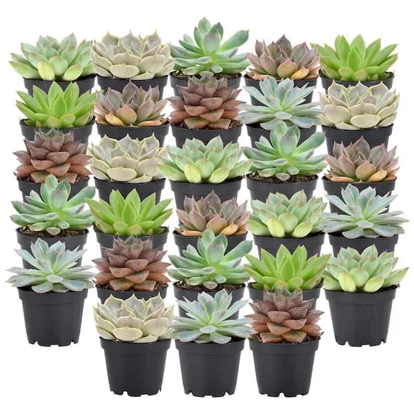 SucculentBox Echeveria succulent seeds