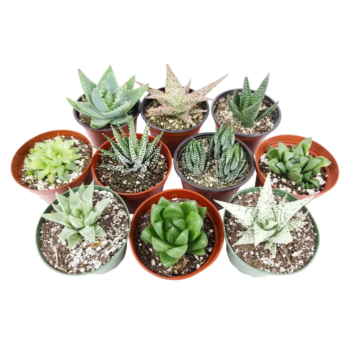 SucculentBox Echeveria succulent seeds image 2
