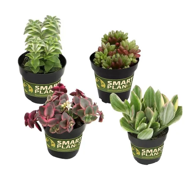 SucculentBox Echeveria succulent seeds image 3