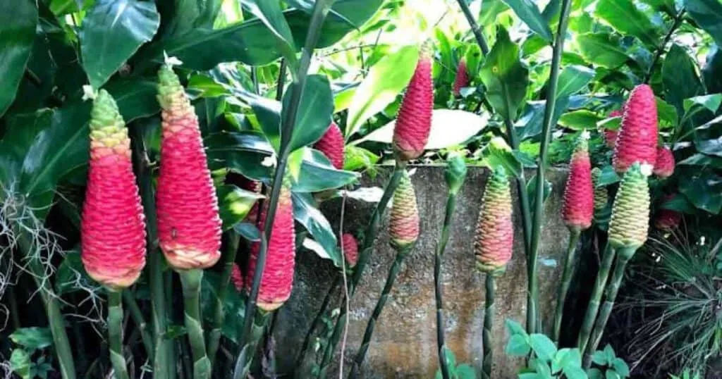 TropicGrow Ginger Lily seeds