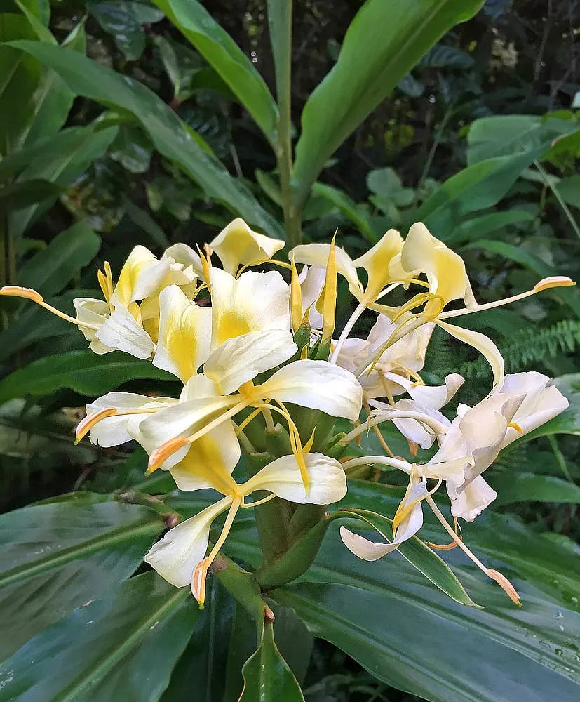 TropicGrow Ginger Lily seeds image 2