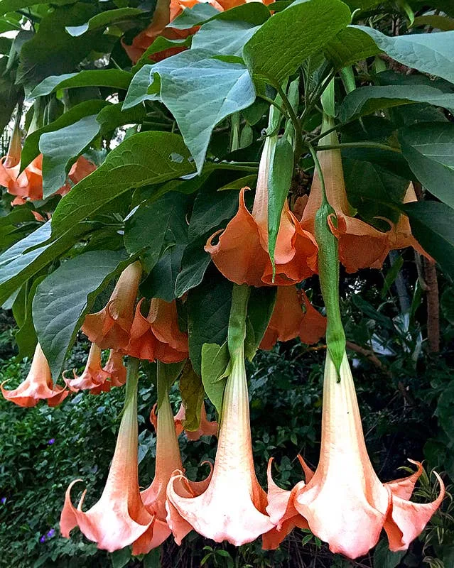 TropicGrow Ginger Lily seeds image 3