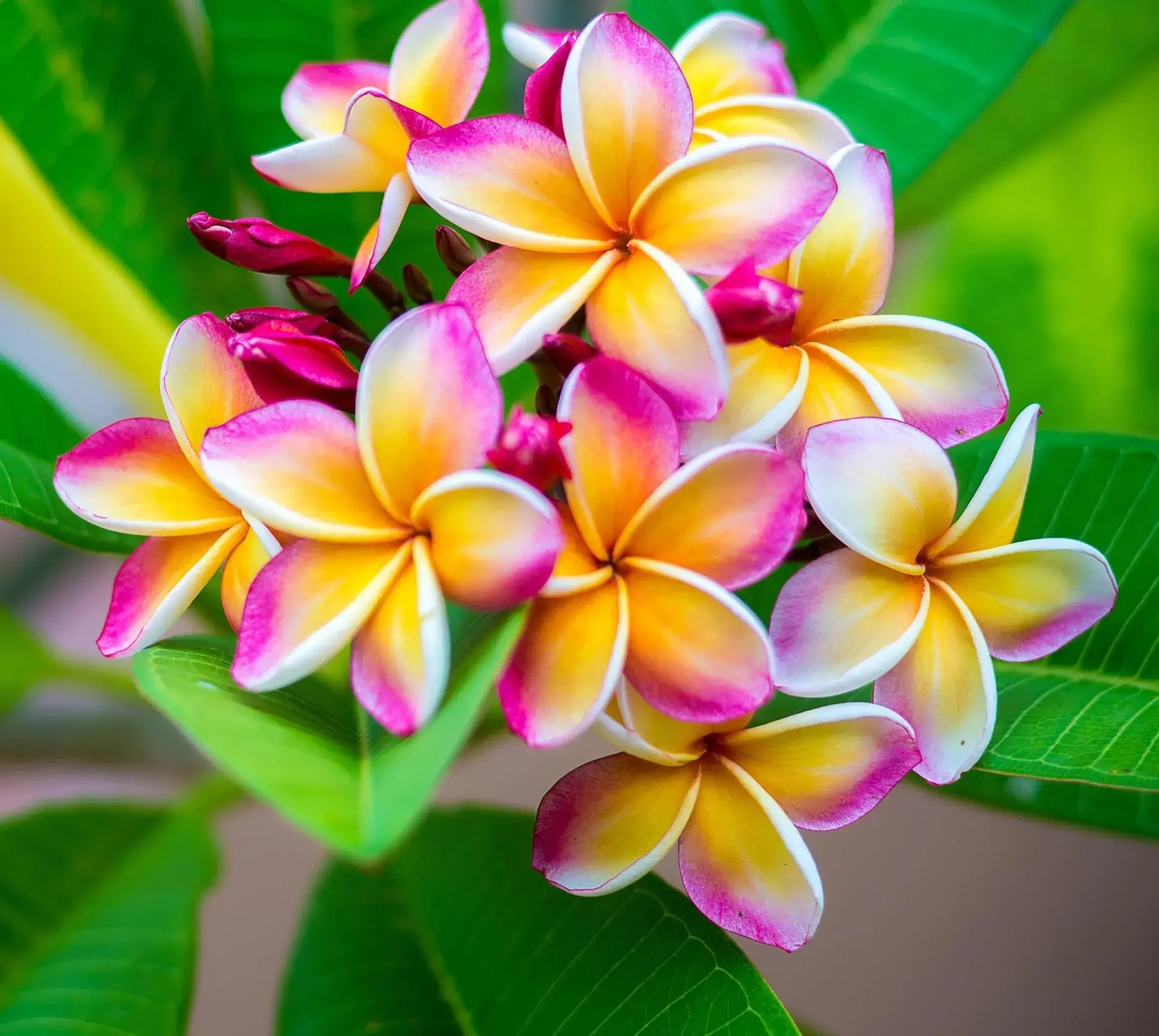 TropicGrow Plumeria seeds image 2